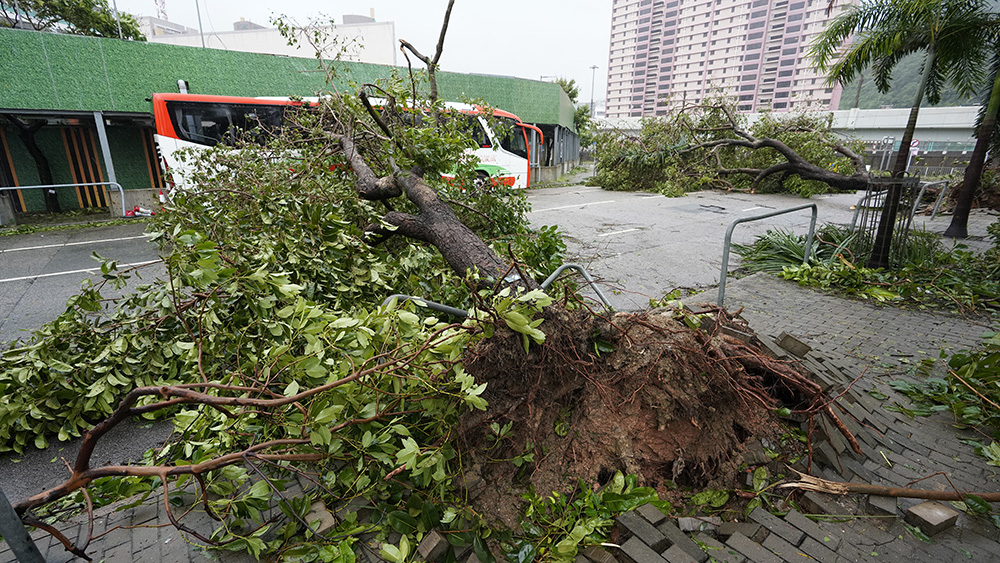 【追蹤報(bào)道】截至下午4時(shí) 風(fēng)暴期間88人受傷 1545宗塌樹(shù)報(bào)告