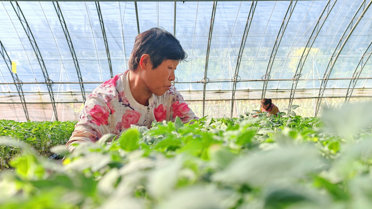 中國蔬菜  山東莘縣何以「第一」