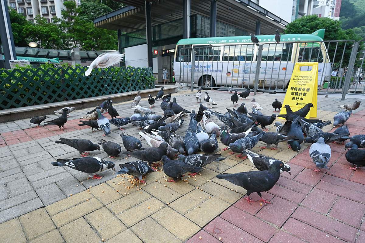 禁止餵飼野鴿草案擬明年8月生效 最高罰款提升至10萬(wàn)元