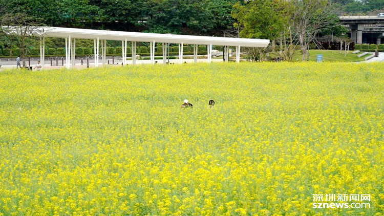 來光明，上春山，賞春花