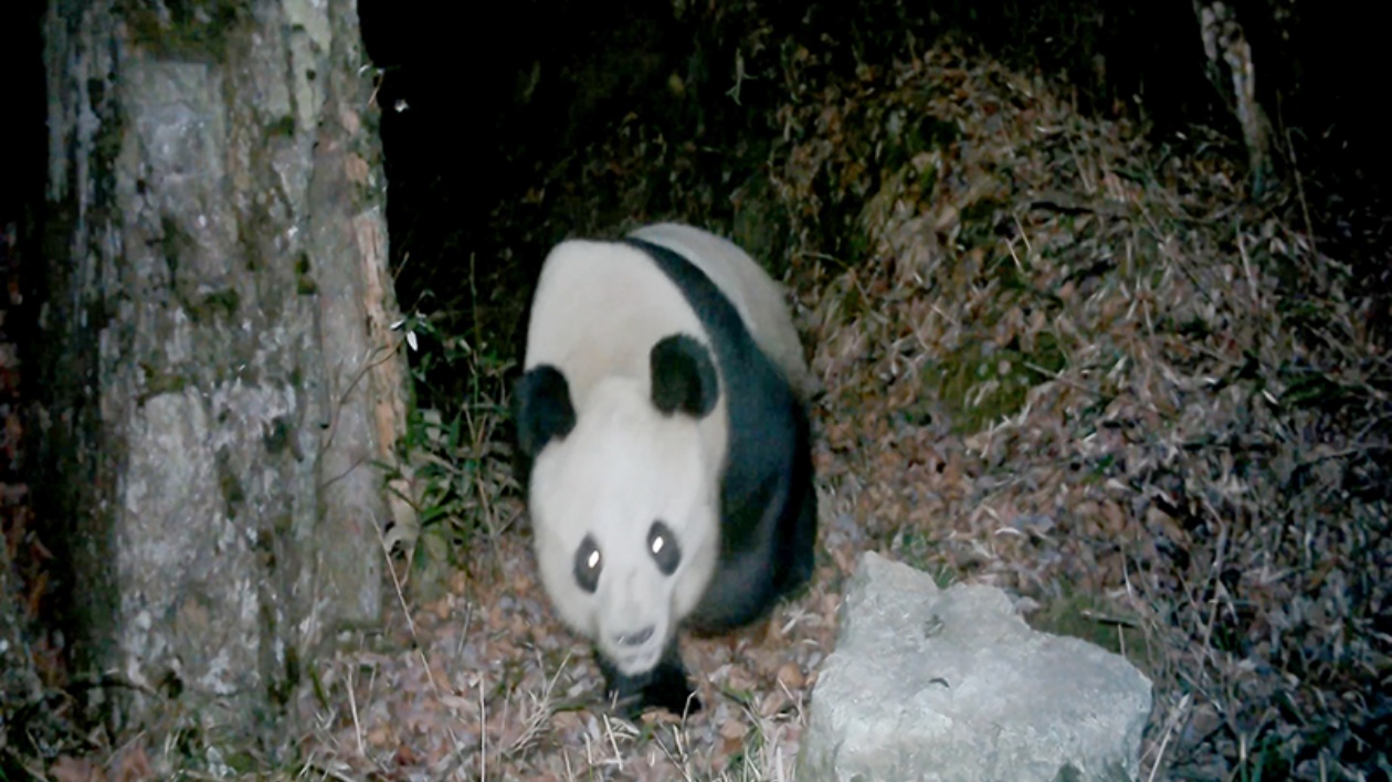 野生大熊貓頻繁現(xiàn)身  四川綿竹成野生動物和諧共生樂園