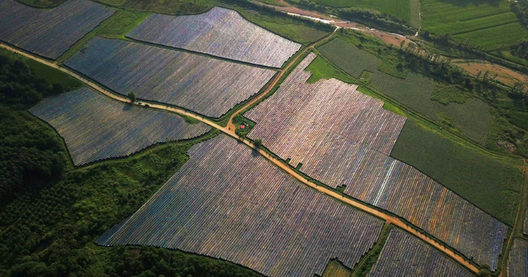 通化集安園參種植基地 新華社資料圖.jpg