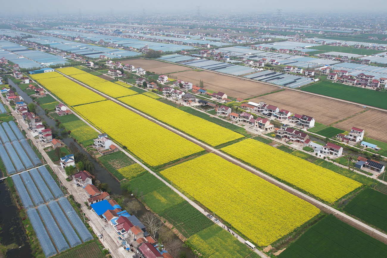 圖2：江蘇省南通市通州區爻峰農業專業合作社種植的油菜正值花期。（陳陸鎬攝）.jpg