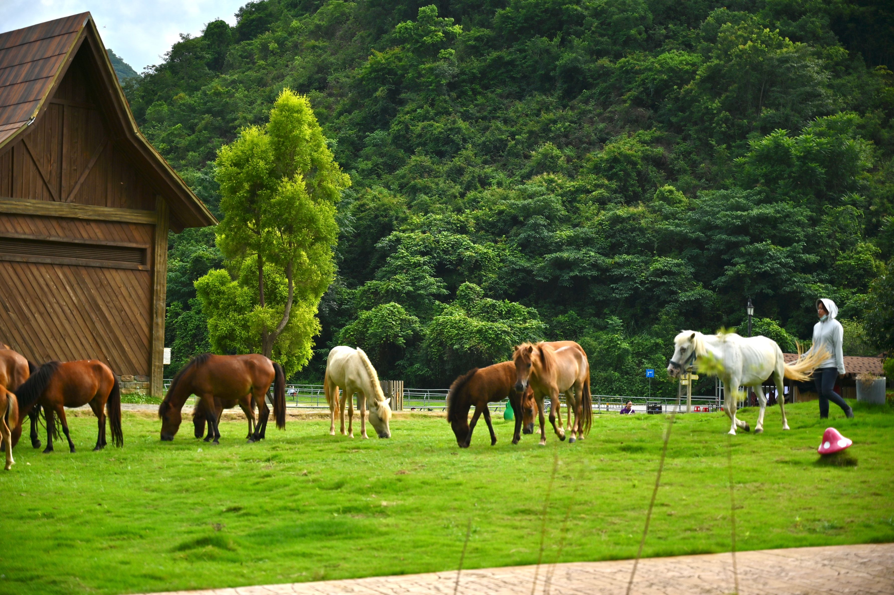 3.馬兒在景區內悠閒散步（俞靖 攝）.jpg