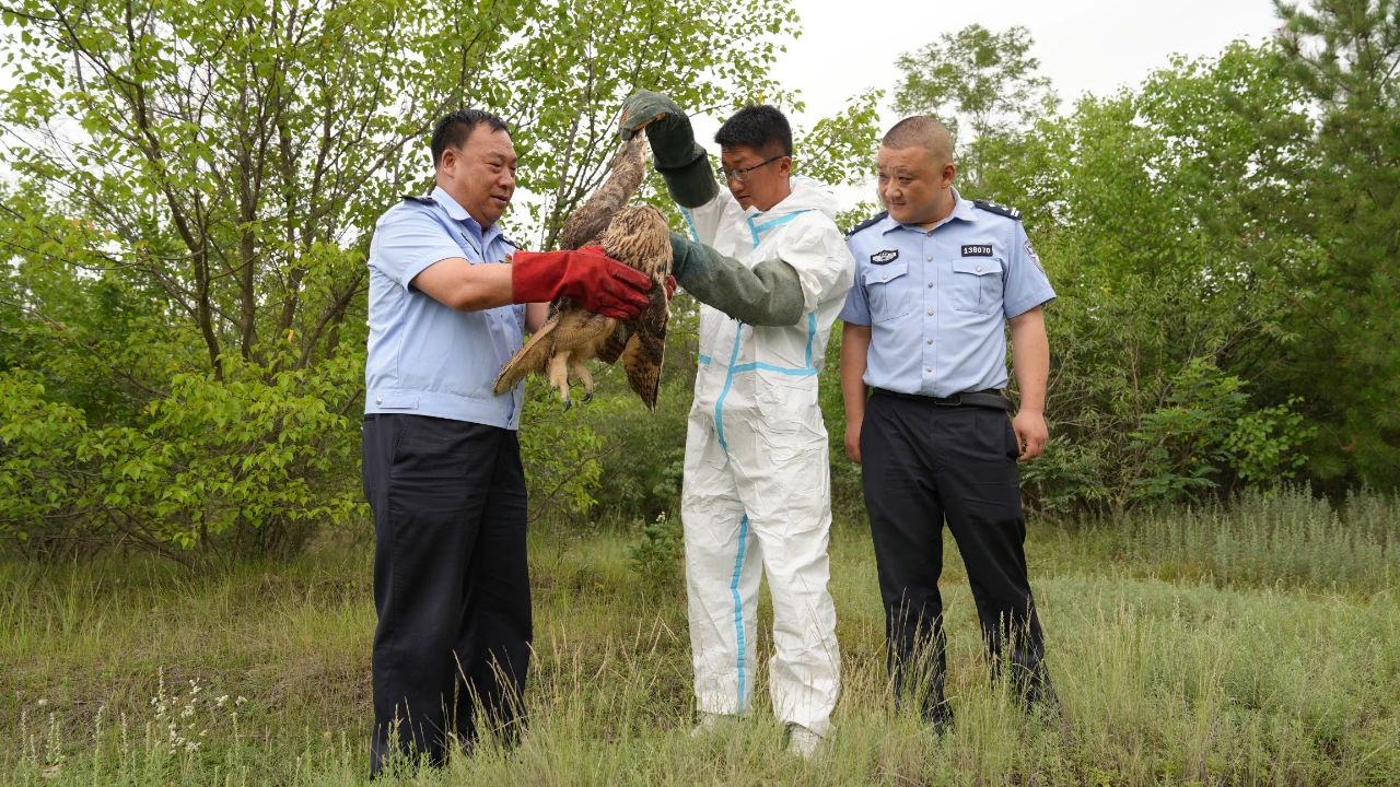 靜寧縣公安局森林警察大隊將雕鸮放歸大自然.jpg